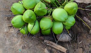 green tender coconut