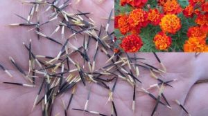 French Marigold Seeds