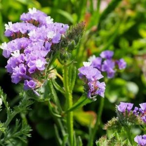 Limonium Plant
