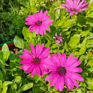 Osteospermum  Seeds