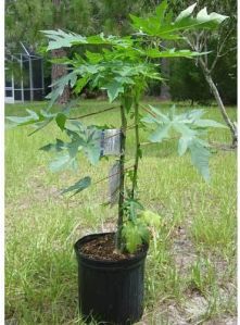 Papaya Plant