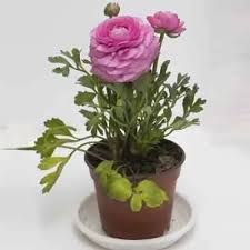 Peony Flower Plant