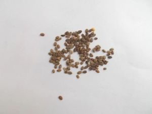 Phlox Seeds