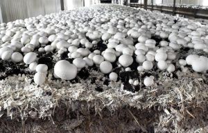 Button Mushroom Spawn, Certification : Organic