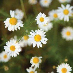 Chamomile Flower  Plant