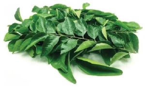 Curry Leaves For Spices