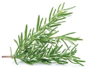 Fresh Rosemary