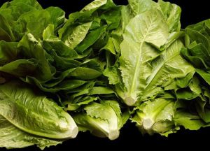 Romaine Lettuce