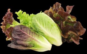 Romaine Red Lettuce