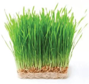 Wheatgrass, Packaging Type : Pouch