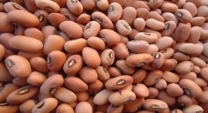 Pink Cowpea