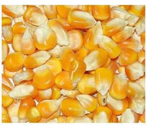 Food Grade Maize Seeds