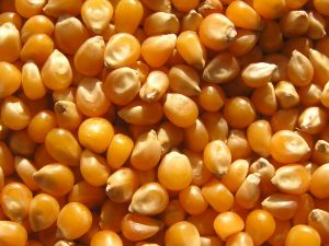 Hybrid Maize Seeds For Human Consumption