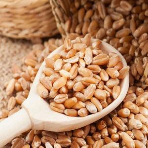 Organic Wheat Grain For Cooking