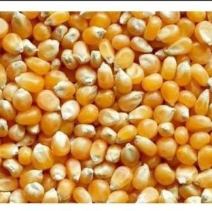 Organic Raw Maize Seeds, Color : Yellow