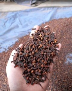 Organic Zanzibar Dry Clove For Cooking, Spices, Food Medicine