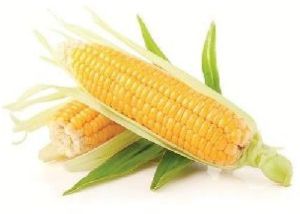 American Sweet Corn For Human Consumption