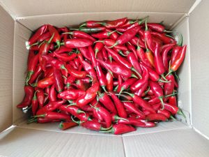 Fresh Achari Red Chilli