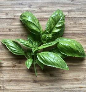 Natural Fresh Basil For Use Cooling