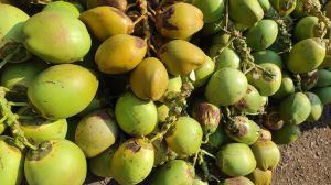 Natural Fresh Green Coconut For Human Consumption