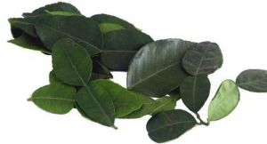 Natural Fresh Lemon Leaf For Cooking