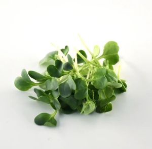 Fresh  Microgreens