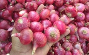 Fresh Small Onion