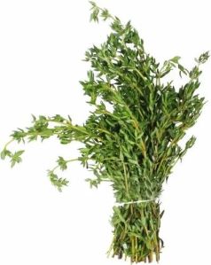 Natural Fresh Thyme Leaves For Human Consumption