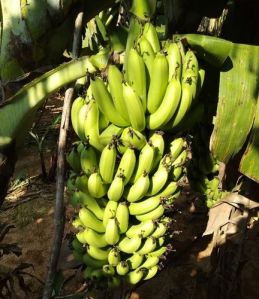 Natural Raw G9 Green Banana, Packaging Size : 5-10kg