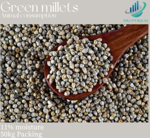 Common Natural Green Millets For Cooking, Cattle Feed