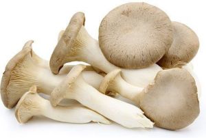 fresh oyster mushroom