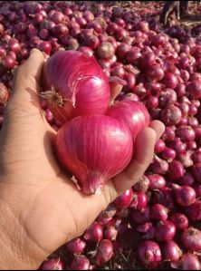 Red Onion, Packaging Size : 50kg