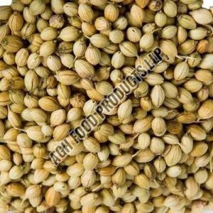 Raw Dry Coriander Seeds For Cooking