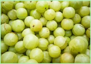 Organic Fresh Green Amla, Packaging Type : PP Bag