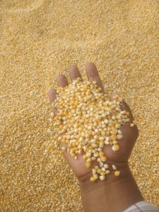 Organic Maize For Making Popcorn