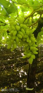 Organic Fresh Grapes, Color : Green, State Of Origin : Rajasthan