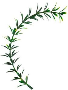 Long Jhalar Ghaas Dark Green Yellow - Artificial Plastic Plant Fillers