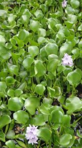 Water Hyacinth