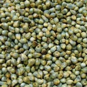 Natural Green Millet Seeds For Animal Feed