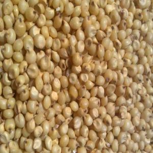 Jowar Seeds