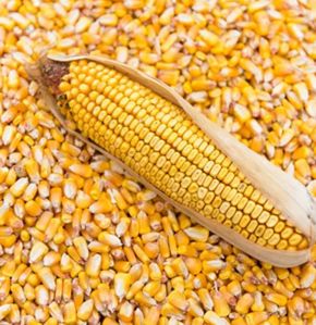 Natural Maize Seeds For Animal Feed