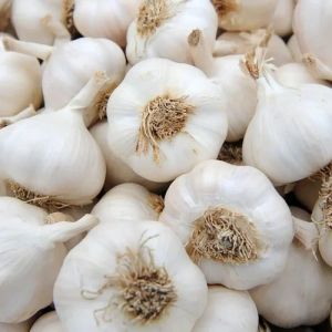 Fresh White Garlic