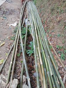 Plants Round Jati Bamboo For Wood Working Industry