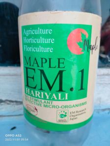 Maple Em.1 Hariyali