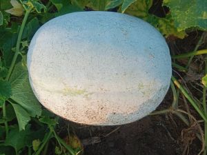 Ash Gourd