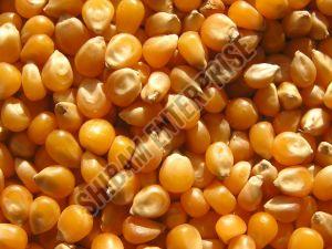 Maize Seeds For Human Consumption