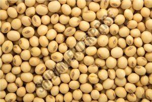 Soybean Seeds For Cooking