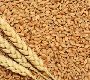 High Quality Wheat Seeds