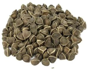 Natural Moringa Seeds For Oil Extraction