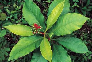 Natural Sarpagandha Leaves For Medicinal